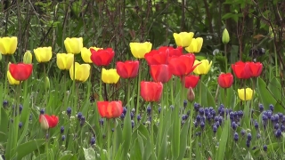 Free Confetti Stock Footage, Tulip, Tulips, Spring, Garden, Flower