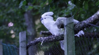 Free Confetti Stock Video, Cockatoo, Parrot, Bird, Wildlife, Beak