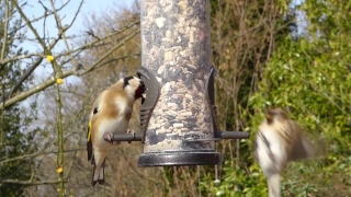 Free Cool Video Loops, Bird Feeder, Device, Bird, Wildlife, Beak