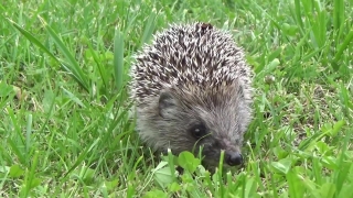 Free Corporate Video Background, Hedgehog, Insectivore, Placental, Mammal, Porcupine