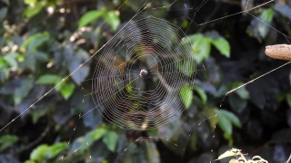 Free Courtroom Stock Footage, Spider Web, Web, Trap, Cobweb, Spider