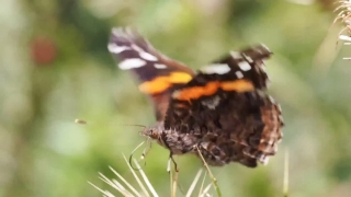 Free Cow Stock Footage, Admiral, Butterfly, Insect, Fly, Flower