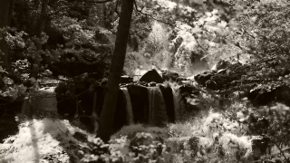 Free Creative Commons Stock Footage, Landscape, Forest, Tree, Cemetery, Bucket