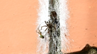 Free Creative Commons Stock Video, Spider, Old, Arthropod, Grunge, Aged