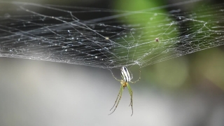 Free Creative Commons Stock Video, Spider Web, Spider, Web, Cobweb, Trap