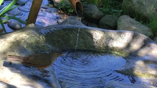 Free Creepy Stock Video, Eel, River, Water, Waterfall, Stone