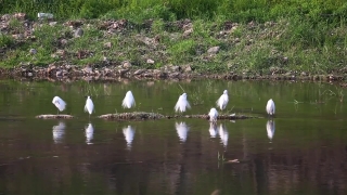 Free Criticalpast Footage, Swamp, Wetland, Lake, Water, Egret