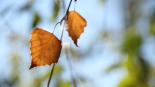 Free Crow Stock Footage, Ornamental, Plant, Autumn, Orange, Leaf