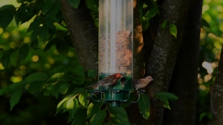 Free Crowd Green Screen Footage, Bird Feeder, Device, Bird, Finch, House Finch