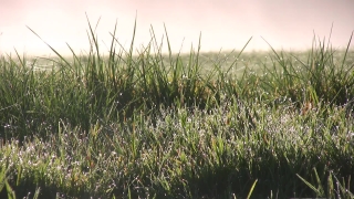 Free Crowd Stock Footage, Field, Plant, Grass, Herb, Reed