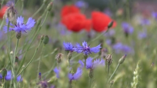 Free Csgo Stock Footage, Chicory, Herb, Vascular Plant, Plant, Flower