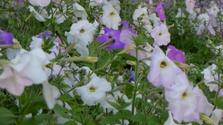 Free Cute Stock Footage, Flower, Petunia, Vascular Plant, Plant, Herb