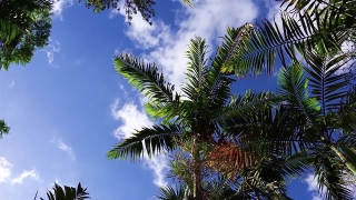 Free Deer Stock Footage, Coconut, Palm, Tropical, Tree, Beach