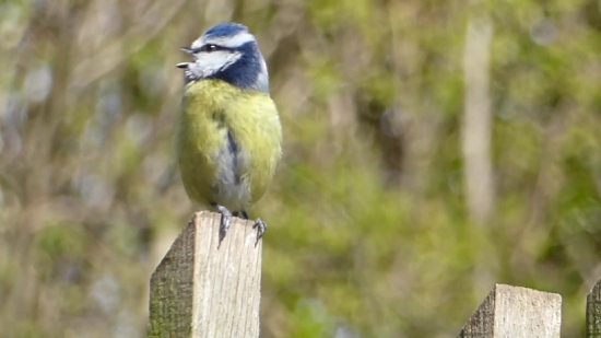 Free Download Any Video From Any Site Using Url Online, Jay, Bird, Wildlife, Feather, Beak