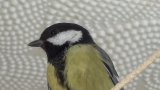 Free Download No Copyright Video, Chickadee, Titmouse, Bird, Wildlife, Beak