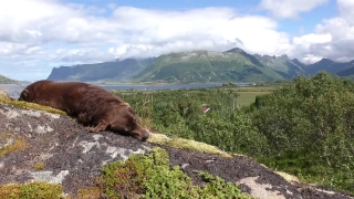 Free Download No Copyright Video, Retriever, Sporting Dog, Hunting Dog, Mountain, Landscape