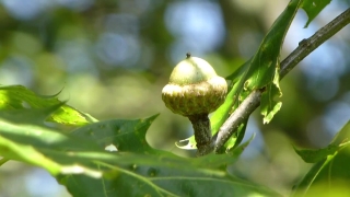 Free Download Video Alam No Copyright, Acorn, Fruit, Leaf, Plant, Tree