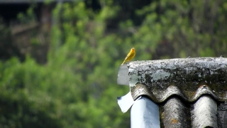 Free Download Video Backgrounds, Bird, Cockatoo, Parrot, Wildlife, Beak