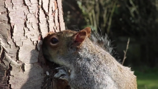 Free Download Video Backgrounds, Mouse, Rodent, Mammal, Placental, Wood Rat