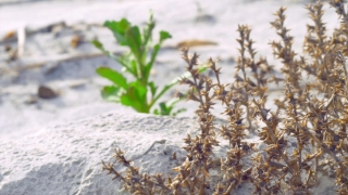 Free Download Video Footage Background, Tree, Vascular Plant, Plant, Snow, Herb