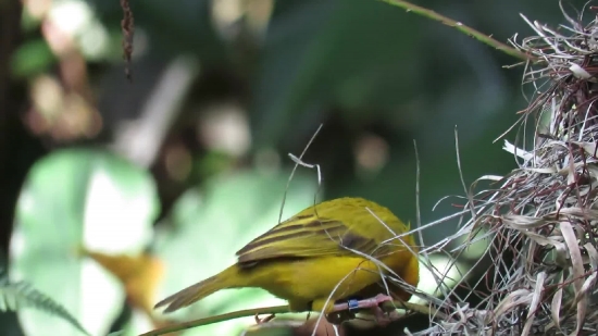 Free Download Video Footage No Copyright, Bird, Warbler, Beak, Feather, Finch