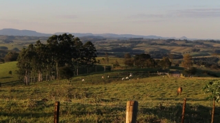 Free Download Video No Copyright Youtube, Landscape, Grass, Field, Worm Fence, Tree