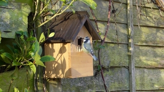 Free Download Videos Without Copyright, Bird Feeder, Device, Birdhouse, Shelter, Bird