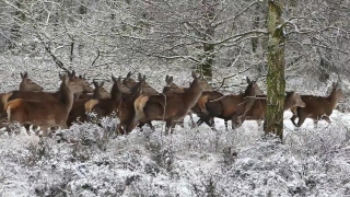 Free Drowning Stock Footage, Antelope, Ruminant, Wildlife, Wild, Ibex