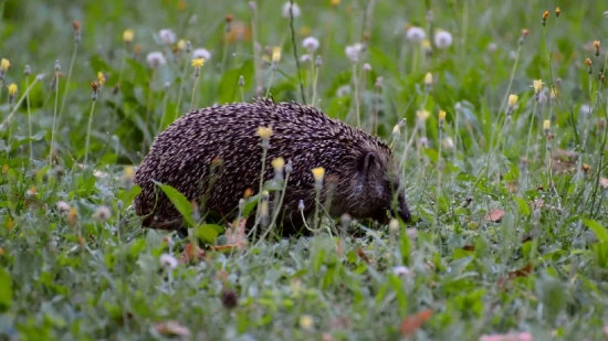 Free Dv Backgrounds, Hedgehog, Insectivore, Placental, Mammal, Wildlife