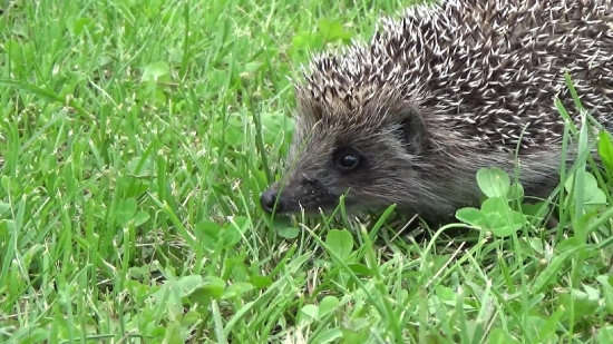 Free Dv Loops, Hedgehog, Insectivore, Placental, Mammal, Rodent