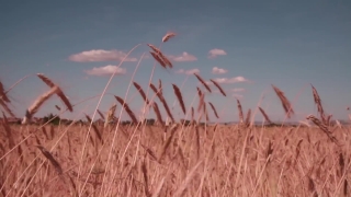 Free Eagle Stock Video, Wheat, Cereal, Field, Sky, Agriculture