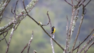 Free Earth Stock Footage, Bird, Goldfinch, Finch, Warbler, Tree