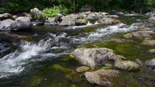 Free Earth Stock Video, Water, River, Stream, Crocodile, Stone