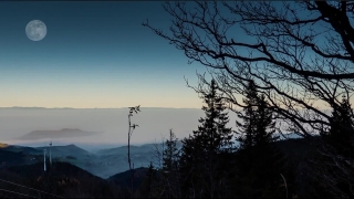 Free Eating Stock Video, Tree, Snag, Woody Plant, Sky, Trees