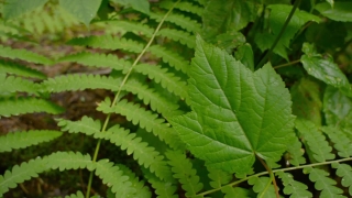 Free Editors Toolkit, Fern, Plant, Leaf, Forest, Leaves