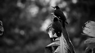 Free Elephant Stock Footage, Statue, Bird, Sculpture, Peacock, Monument