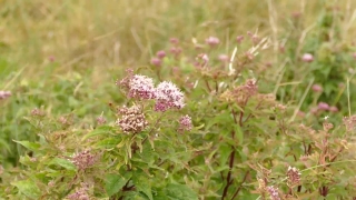 Free Envato Elements Stock Footage, Herb, Vascular Plant, Plant, Flower, Garden