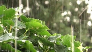 Free Falling Leaves Stock Footage, Plant, Tree, Leaf, Leaves, Vascular Plant