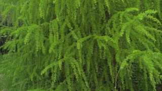 Free Festival Stock Footage, Asparagus Fern, Herb, Vascular Plant, Plant, Organism