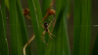 Free File Footage, Garden Spider, Spider, Arachnid, Arthropod, Insect