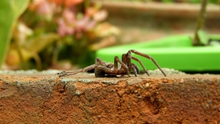 Free Film Footage, Wolf Spider, Spider, Arthropod, Arachnid, Insect