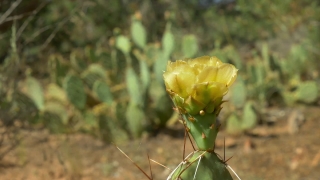 Free Film Leader Stock Footage, Plant, Herb, Vascular Plant, Flower, Spring