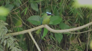 Free Film Reel Stock Footage, Bird, Wildlife, Toucan, Beak, Wild