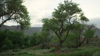 Free Film Stock Footage, Tree, Woody Plant, Vascular Plant, Landscape, Forest