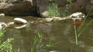 Free Film Stock Video, Water Snake, Water, River, Lake, Snake