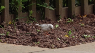 Free Film Supply Stock Footage, Dove, Bird, Beak, Feather, Gull