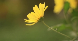 Free Find Stock Footage, Flower, Daisy, Plant, Sunflower, Herb