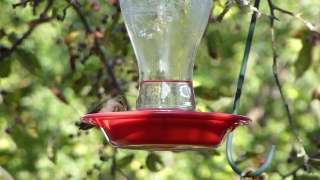 Free Fire Green Screen Video Download, Hummingbird, Bird, Glass, Alcohol, Drink