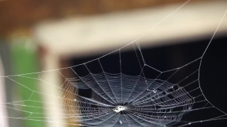 Free Fire Stock Footage, Spider Web, Cobweb, Web, Spider, Trap