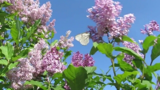 Free Fireplace Stock Video, Lilac, Flower, Plant, Blossom, Spring